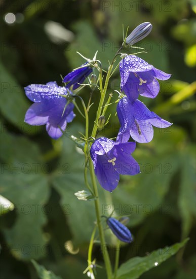 Harebell (Campanula rotundifolia)