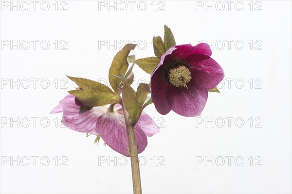 Lenten rose (Helleborus orientalis hybrids 'Joan Bridges')