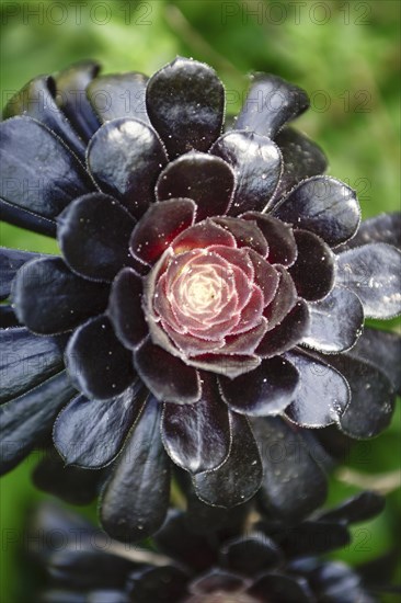 Aeonium (Crassulaceae)