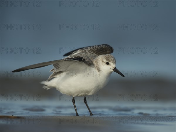 Sanderling (Calidris alba)