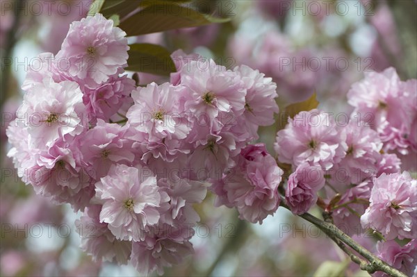 Japanese Cherry (Prunus serrulata)