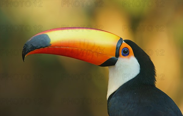 Toco toucan (Ramphastos toco)