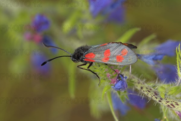 Six-spot Burnet (Zygaena filipendulae