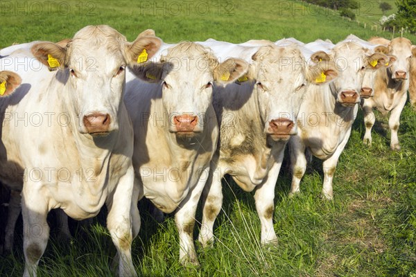 Charolais cows