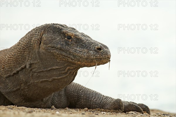 Komodo Dragon (Varanus komodoensis)