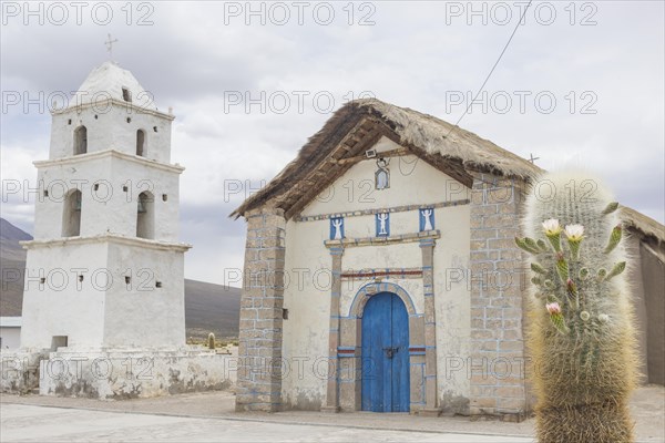 Church and a flowering Cardon cactus (Echinopsis atacamensis)