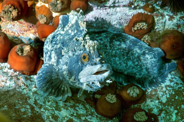 Japanese Warbonnet or Fringed Blenny (Chirolophis japonicus)