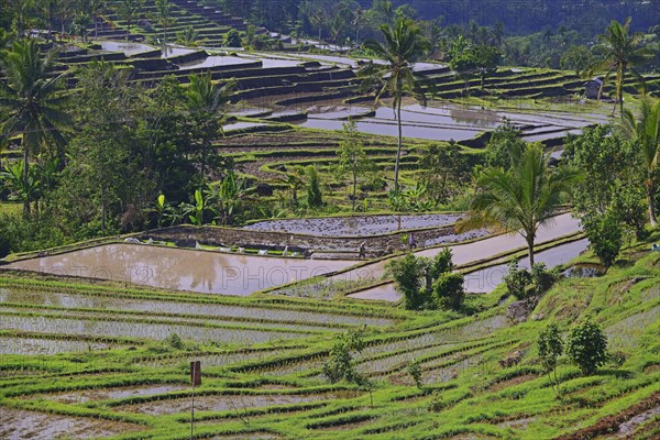 The famous rice terraces of Jatiluwih