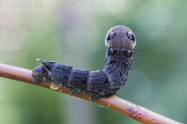 Elephant Hawk-moth (Deilephila elpenor)