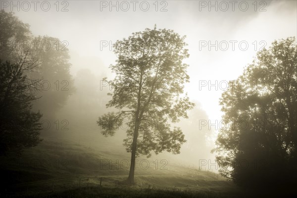 Tree in the morning fog