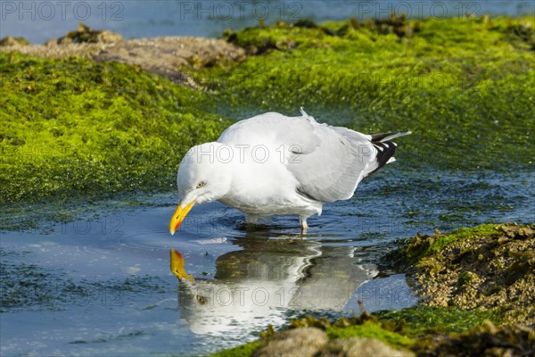 Lesser Black-backed Gull (Larus fuscus)