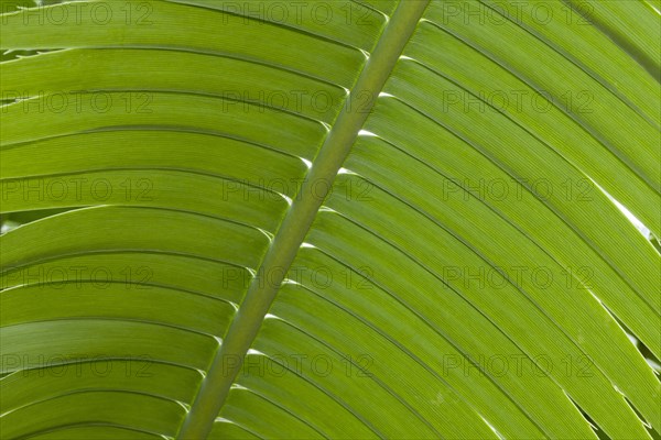 Giant Dioon