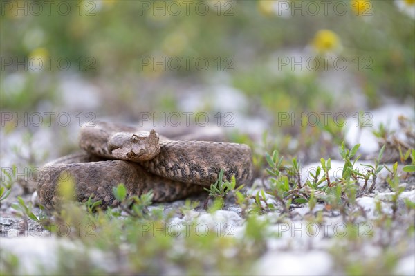 Horned Viper (Vipera ammodytes)