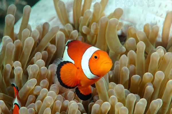 Orange Clownfish (Amphiprion percula)