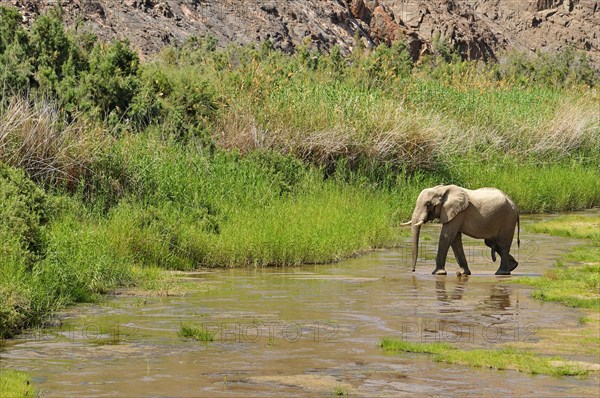 Rare Namibian Desert Elephant (Loxodonta africana)
