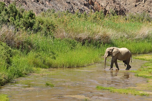 Rare Namibian Desert Elephant (Loxodonta africana)