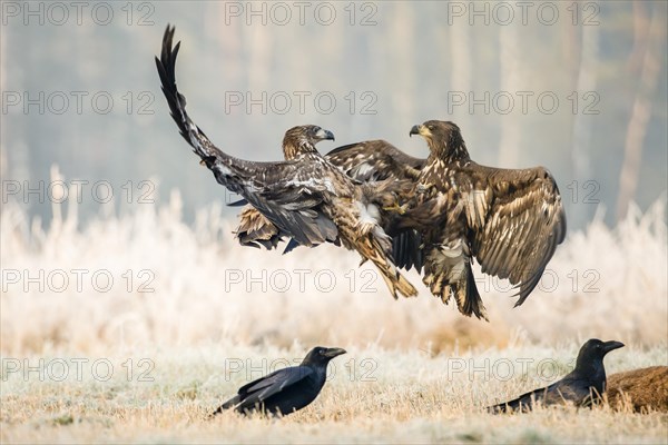 Two young eagle (Haliaeetus albicilla)