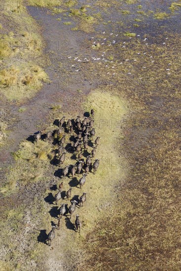 Cape Buffaloes (Syncerus caffer caffer)