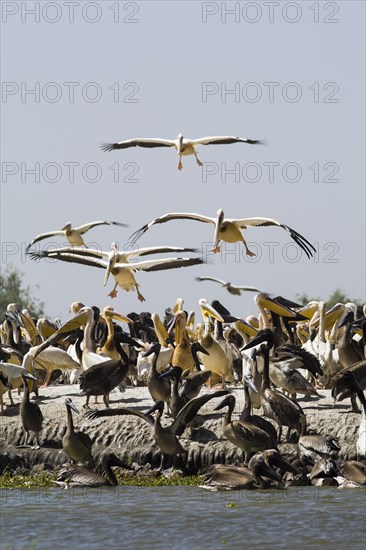 Great White Pelicans (Pelecanus onocrotalus)