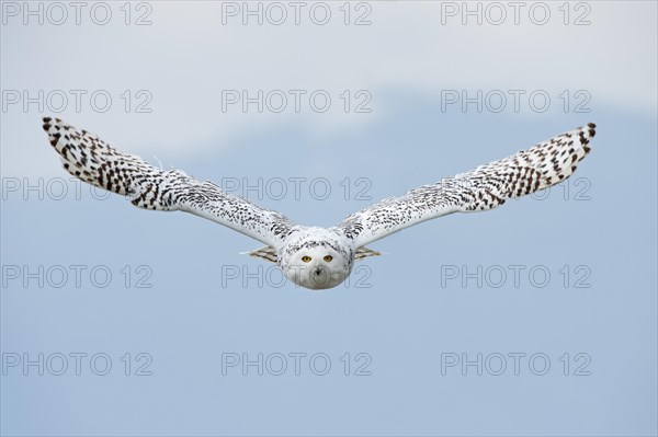 Snowy owl (Bubo scandiacus) in flight