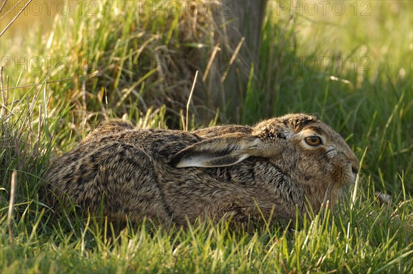 Hare (Lepus europaeus)