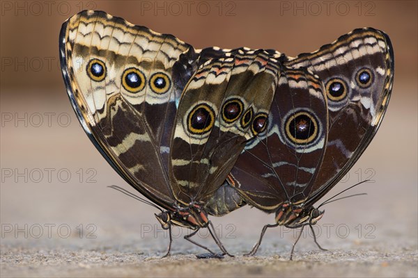 Giant Owl (Caligo memnon)