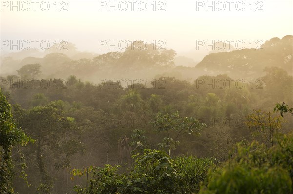 Views over the treetops of the rainforest at dawn