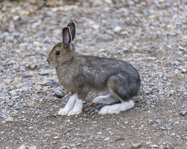 Snowshoe Hare (Lepus americanus)