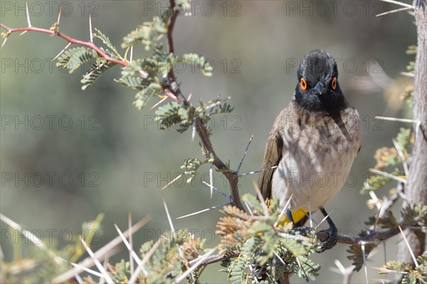 African Red-eyed Bulbul (Pycnonotus nigricans)