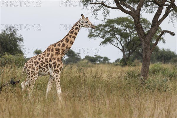 Rothschild's Giraffe (Giraffa camelopardalis rothschildi)