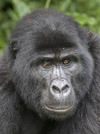 Mountain Gorilla (Gorilla beringei beringei) of the Nkuringo group