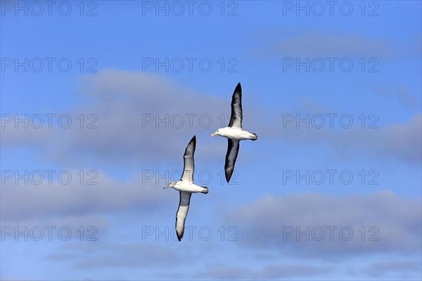 Two Black-browed Albatrosses (Thalassarche melanophrys)