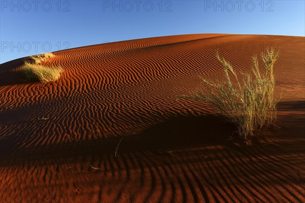 Sand dune with tufts of grass