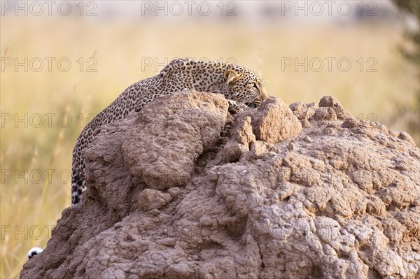 Leopard (Panthera pardus)