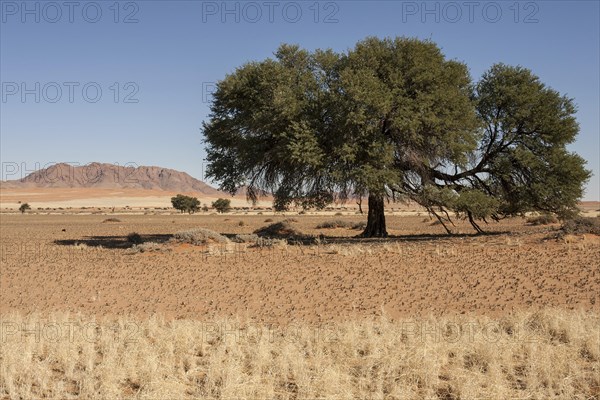 Camel Thorn tree (Vachellia erioloba) on Pad D707