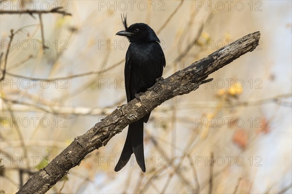 Crested Drongo (Dicrurus forficatus)