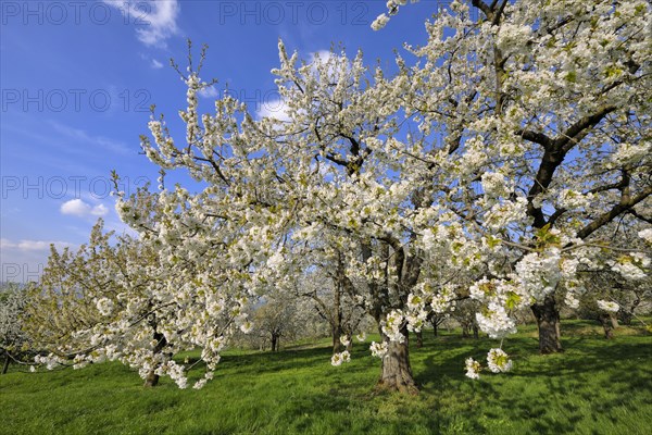 Sweet Cherry tree (Prunus avium)