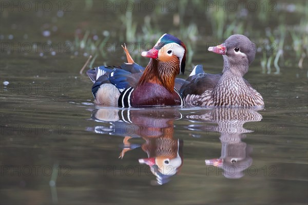 Mandarin ducks (Aix galericulata)