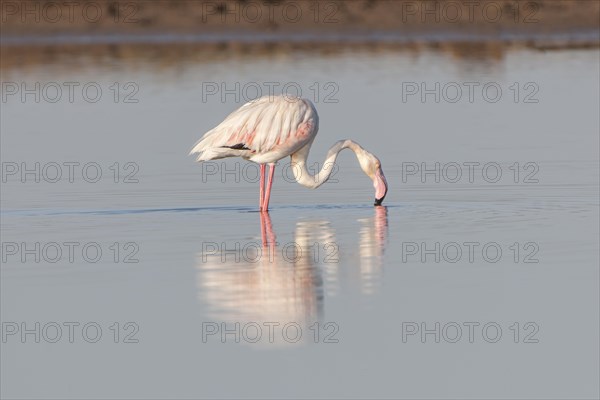 American Flamingo (Phoenicopterus ruber) foraging for food