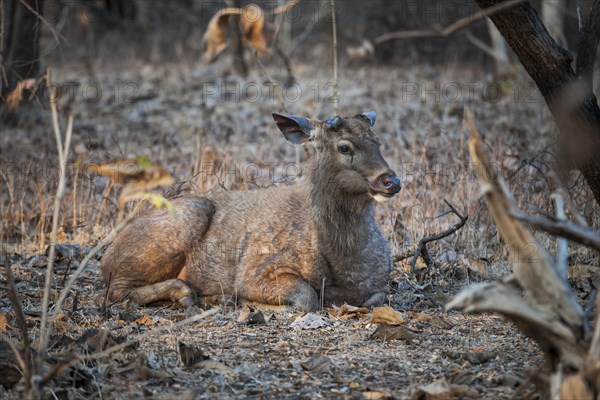 Sambar deer (Rusa unicolor)