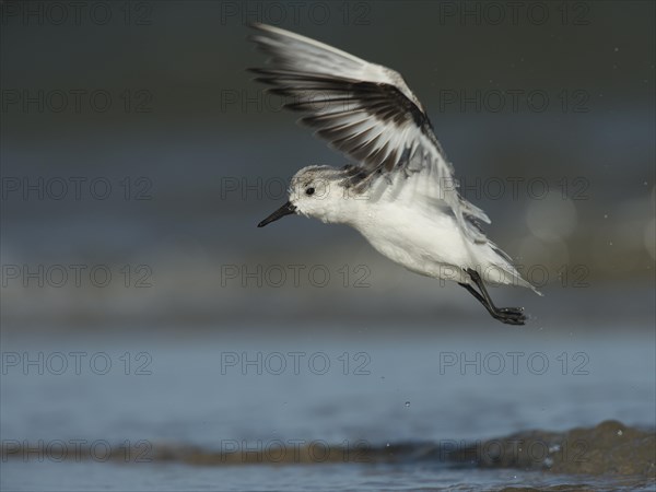 Sanderling (Calidris alba)