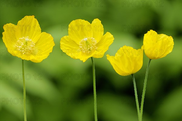 Yellow Iceland Poppy (Papaver nudicaule)