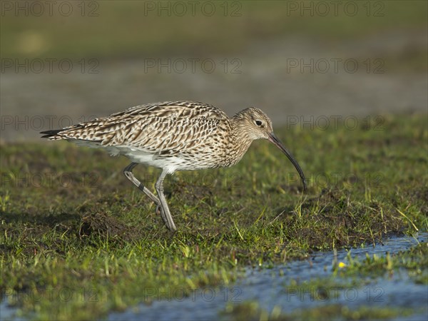 Curlew (Numenius arquata)