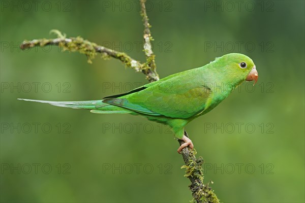 Yellow-chevroned parakeet (Brotogeris chiriri) on branch