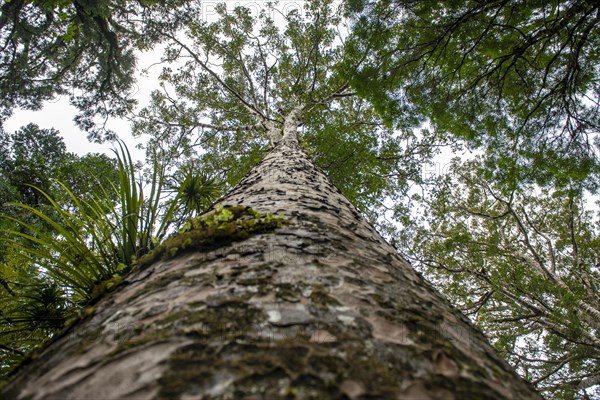 Giant Agathis australis (Agathis australis)