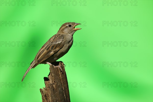 House sparrow (Passer domesticus)