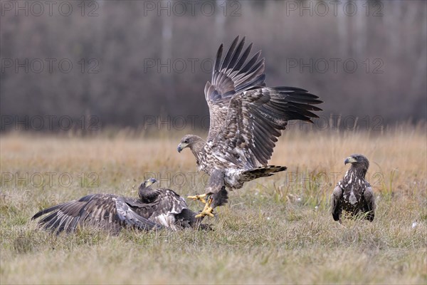 White-tailed Eagles (Haliaeetus albicilla) fighting on an autumn meadow