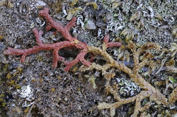 Mediterranean Clubmoss (Selaginella denticulata)