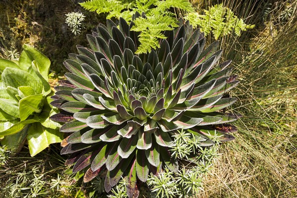 Giant Lobelia (Lobelia deckenii)