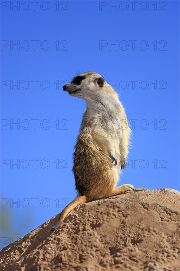 Meerkat (Suricata suricatta)